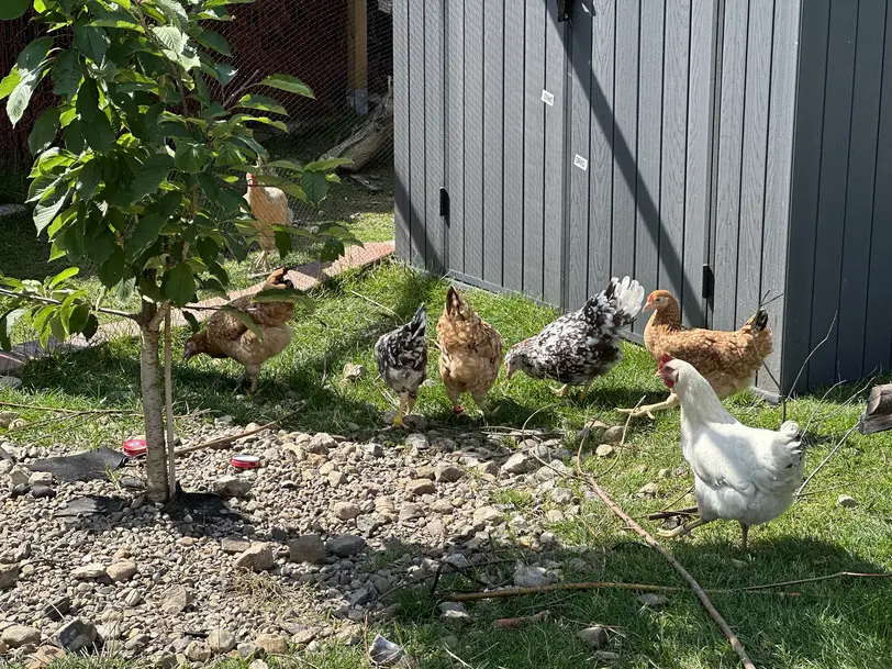 Eier Verkauf Gadenstedt in Ilsede