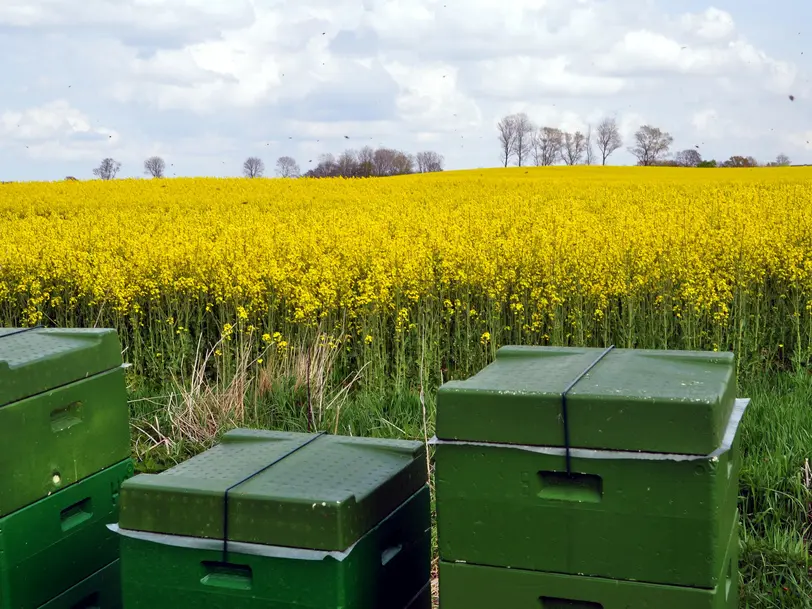 Imkerei Otte in Hohenaspe