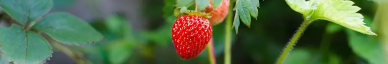 Erdbeeren_Hofladen