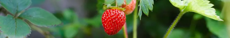 Erdbeeren_hofladen