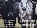 Zwergzebu Meckelwege in Lienen-Kattenvenne Zwergzebu Meckelwege in Lienen-Kattenvenne