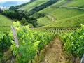 Bio Weingut Lange - Schloss Saaleck in Hammelburg