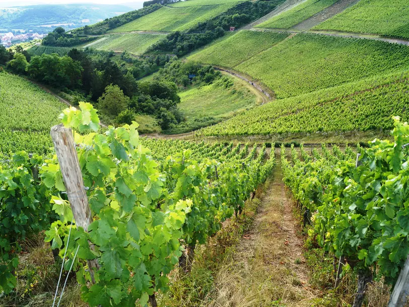 Bio Weingut Lange - Schloss Saaleck in Hammelburg