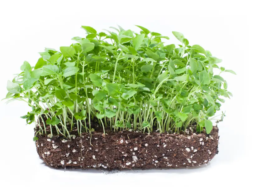 WunderZwerg Microgreen-Farm Linz in Linz