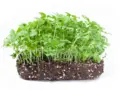WunderZwerg Microgreen-Farm Linz in Linz WunderZwerg Microgreen-Farm Linz in Linz