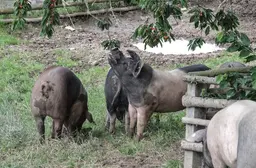 Schwäbisch-Hällische Landschweine beim Kirschen essen