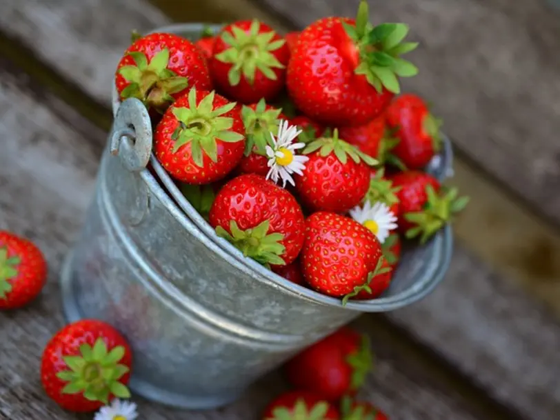 Toms Erdbeeren in Unna