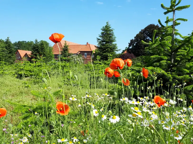 Alhusen Spargelplantagen in Eystrup