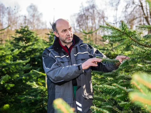 Weihnachtsbaum Martin