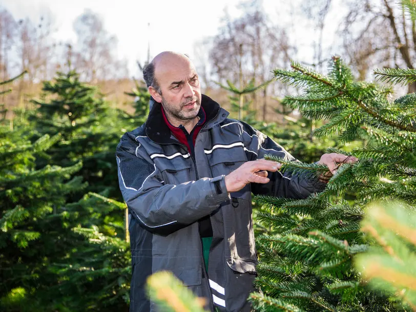 Weihnachtsbaum Martin in Grünkraut