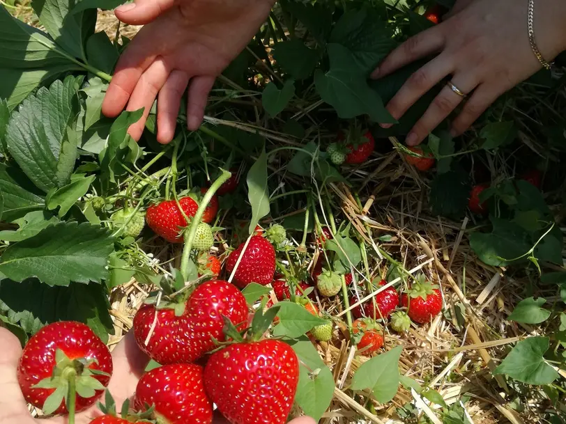 Erdbeerfeld für Selbstpflücker in Hassendorf in Hassendorf