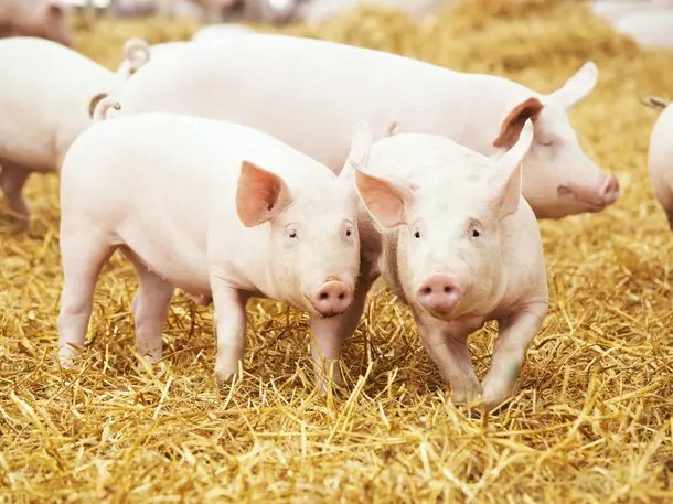 Extertaler-Strohschwein.de / Extertaler-Weiderind.de 
