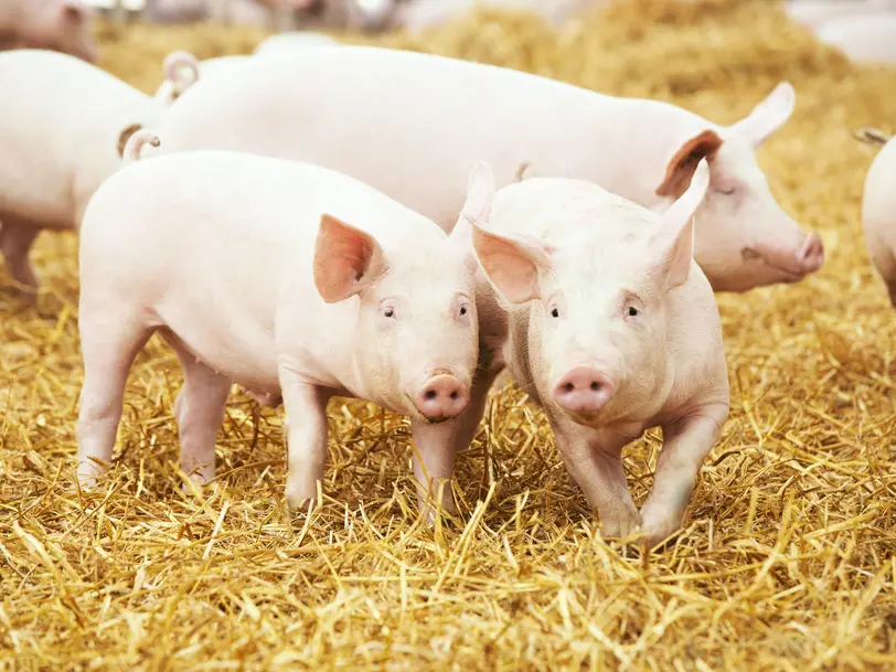 Extertaler-Strohschwein.de / Extertaler-Weiderind.de  in Extertal