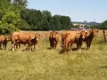 Pfälzer Weiderind in Gundersweiler Pfälzer Weiderind in Gundersweiler