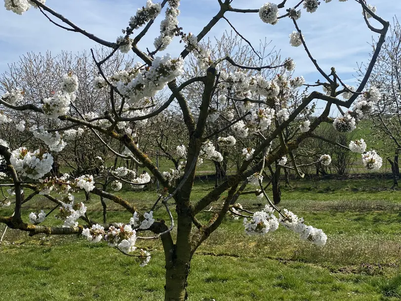 Hofladen Langenthal  in Trendelburg