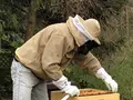 Imkerei Grünheide - Honig aus Brandenburg in Grünheide