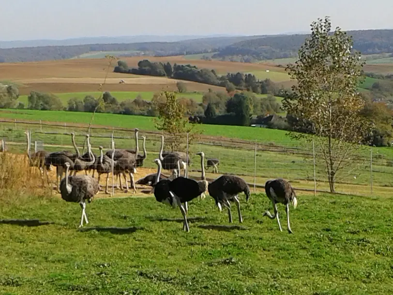 Straußenfarm Tannenhof in Schaafheim