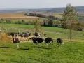 Straußenfarm Tannenhof in Schaafheim