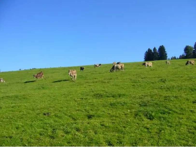 Biolandhof Sonnentau                    in Oberreute