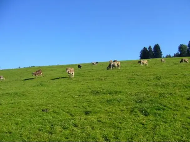 Biolandhof Sonnentau                   