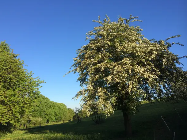 Waldgarten-Emkental