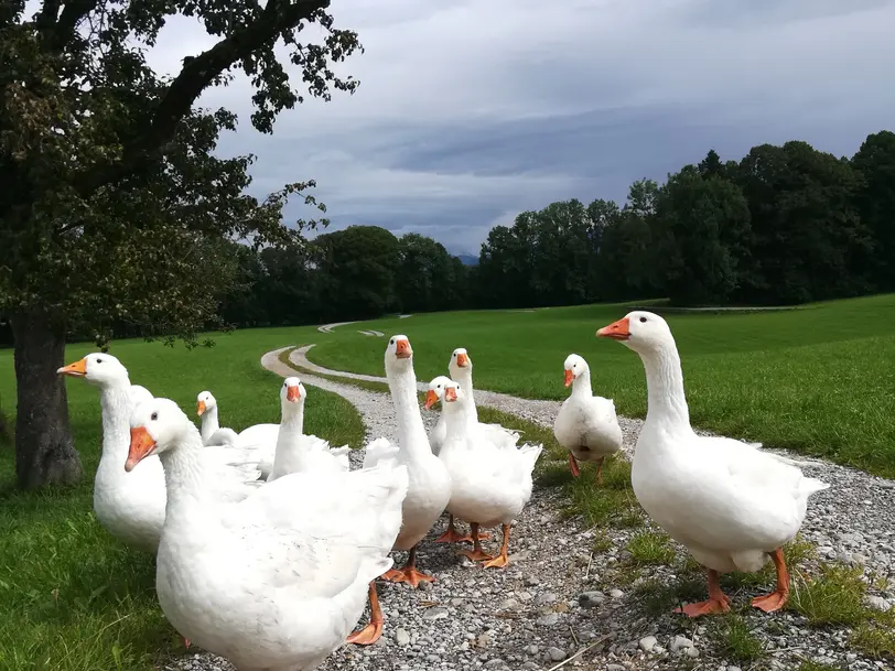 Tratherer Hof in Waakirchen