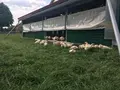 Wernys Wiesenei in Borchen Wernys Wiesenei in Borchen