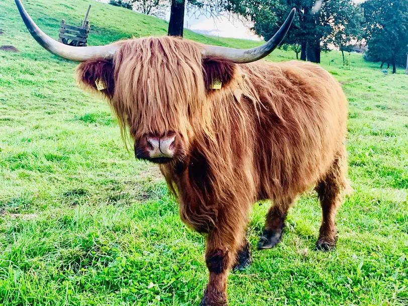 Hoggs Hofladen in Donaueschingen