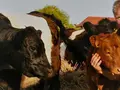 Bio Rindfleisch kaufen | Das Gute Fleisch in Groß Kreutz (Havel) Bio Rindfleisch kaufen | Das Gute Fleisch in Groß Kreutz (Havel)