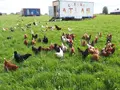 Eierhäuschen Eichhof in Nohfelden Eierhäuschen Eichhof in Nohfelden