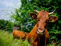 Biohof Düna Familie Wehmeyer in Osterode am Harz - Düna Biohof Düna Familie Wehmeyer in Osterode am Harz - Düna
