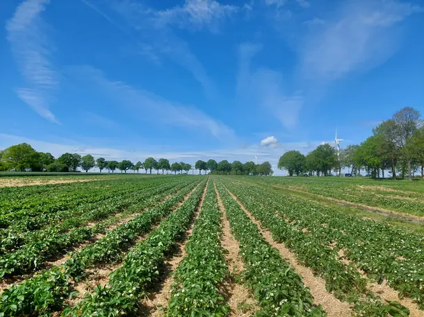 Erdbeerfeld für Selbstpflücker in Hassendorf