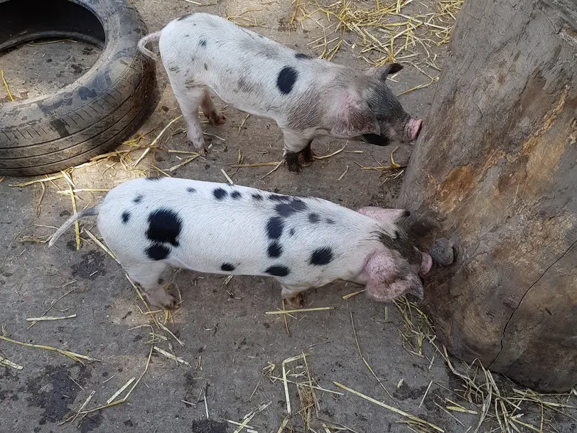 Moselschwein in Zell (Mosel)-Althaus